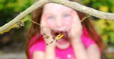 In the case of a phobia, the decisive factor is not how dangerous something actually is, but how dangerous the amygdala – a primitive part of the brain – thinks it is. (Shutterstock Photo)
