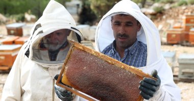 Turkish beekeepers Fehmi Altı (R), 47, and his father Mustafa Altı, 71, look at their bees, in the village of Çökek, Muğla province, southwestern Turkey, Sept. 23, 2021. (AFP Photo)