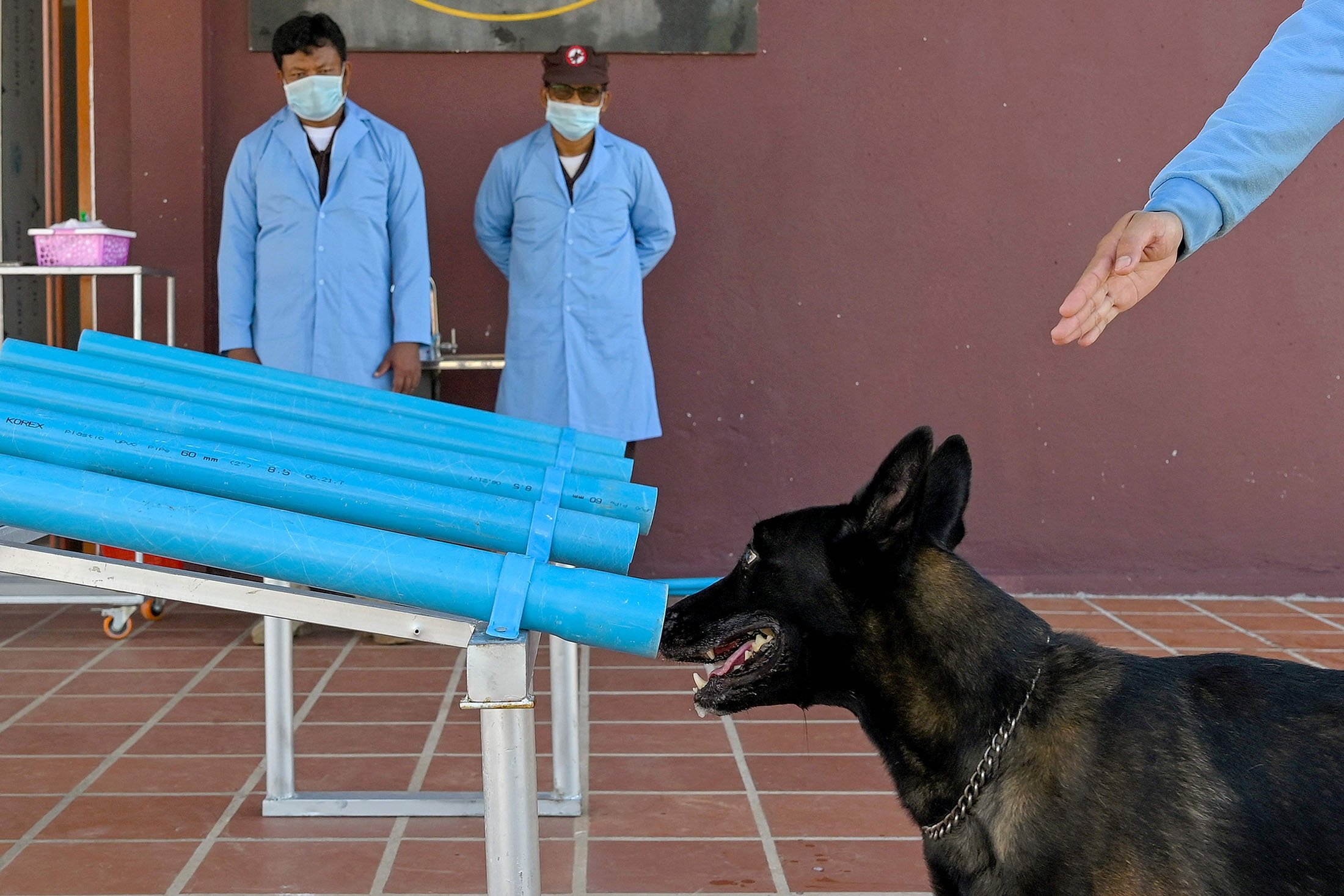 A dog sniffs samples from COVID-19 patients during a training session at the Cambodian Mine Action Centre (CMAC) in Kampong Chhnang province, Cambodia, Sept. 27, 2021. (AFP Photo)