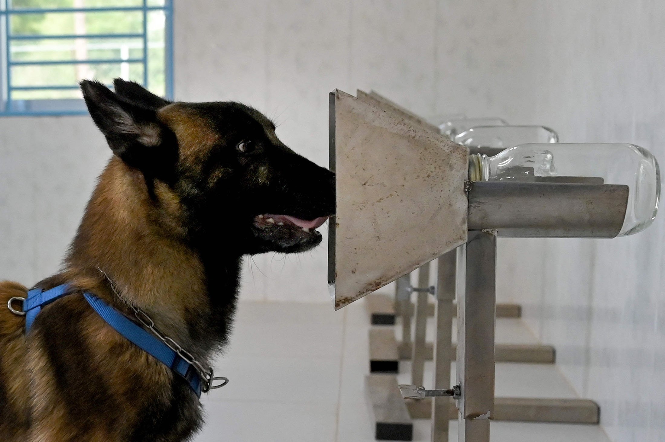 A dog sniffs samples from COVID-19 patients during a training session at the Cambodian Mine Action Centre (CMAC) in Kampong Chhnang province, Cambodia, Sept. 27, 2021. (AFP Photo)
