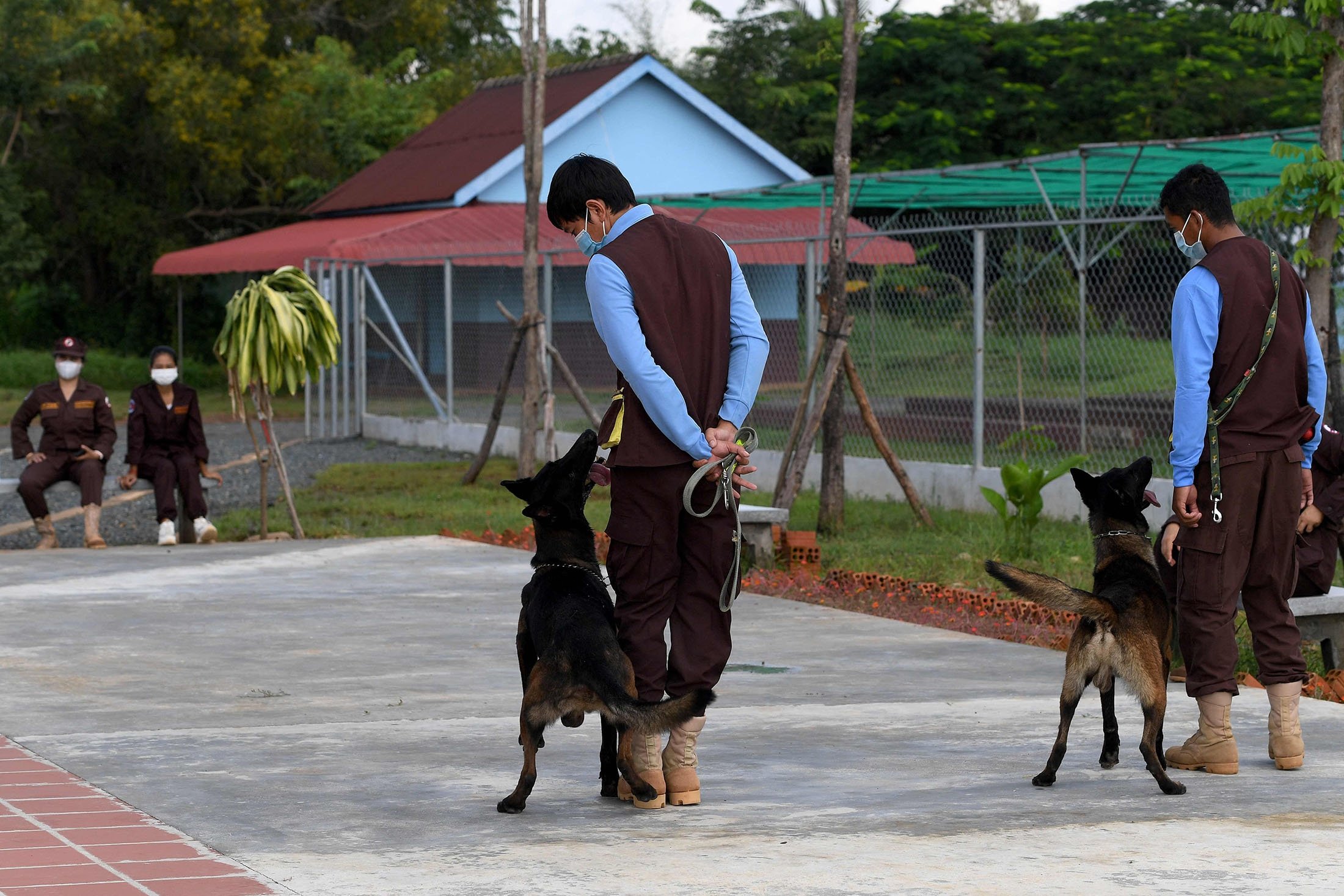 Trainers walk in formation with dogs trained to detect COVID-19 at the Cambodian Mine Action Centre (CMAC) in Kampong Chhnang province, Cambodia, Sept. 27, 2021. (AFP Photo)