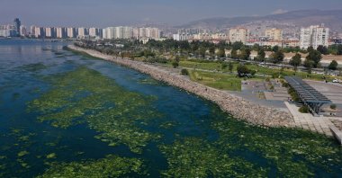 A view of sea lettuce in the Gulf of Izmir, in Izmir, western Turkey, Oct. 11, 2021. (AA PHOTO)