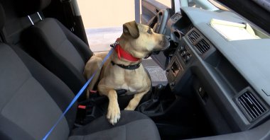 Boji in the driver's seat of a car at the shelter, in Istanbul, Turkey, Oct. 11, 2021. (DHA Photo)