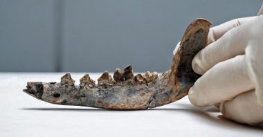 An undated photo released by Proyecto Xulo of a Costa Rican researcher showing a dog jaw fossil in San Jose. (Proyecto Xulo via AFP) 