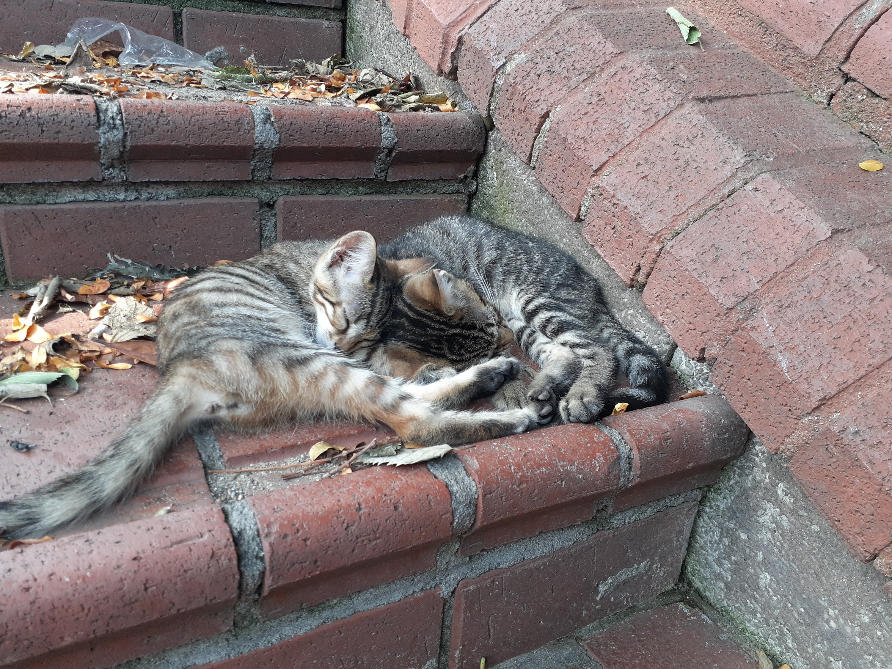 A pair of kittens in Maçka Art Park, Istanbul, Turkey. (Courtesy of Yasemin Çelebi Paçalıoğlu)