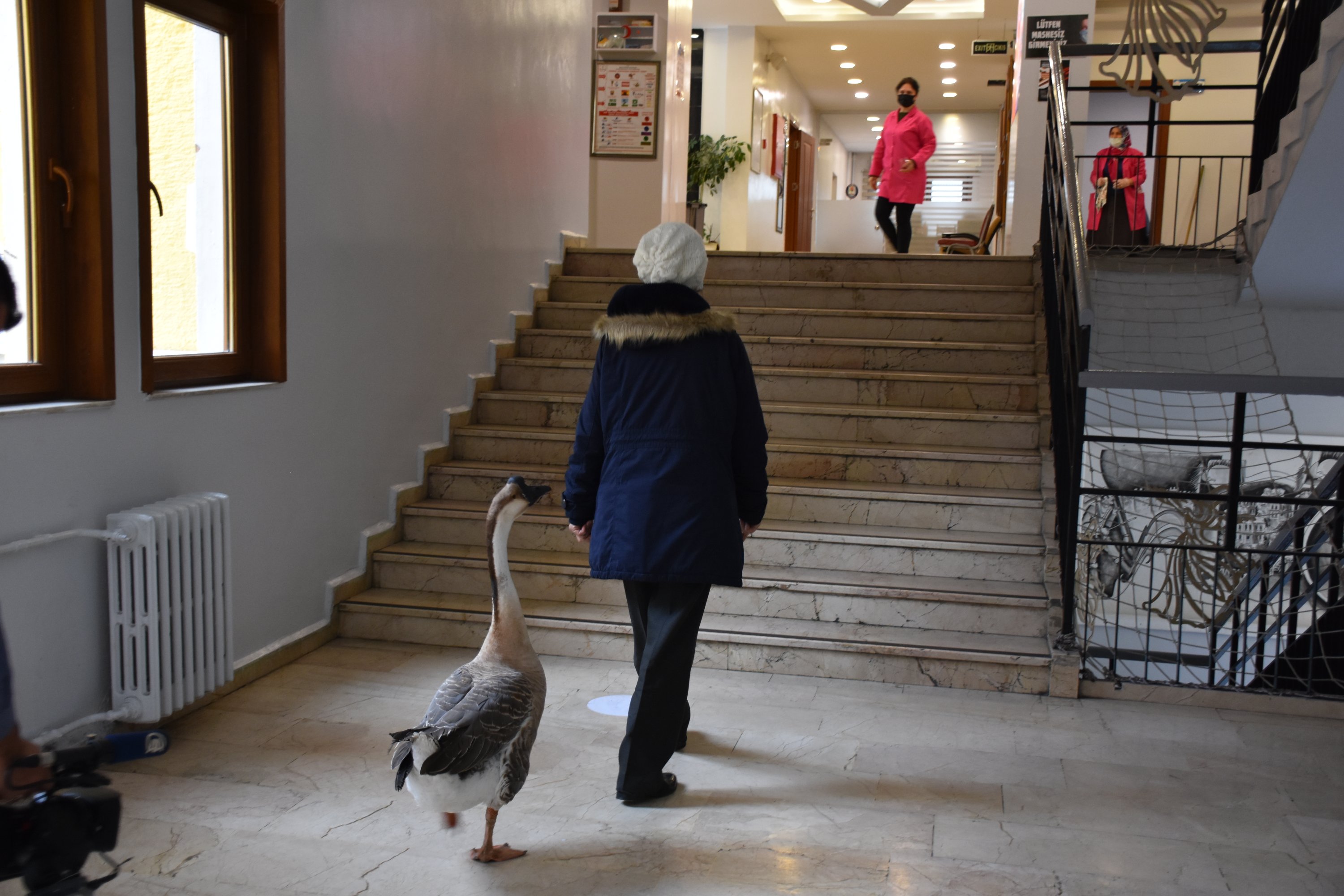 Hatice Özkan walks with her grandson's pet goose Kirli in the halls of a middle school in the Ortahisar district of Trabzon, Turkey, Oct. 15, 2021. (AA Photo)
