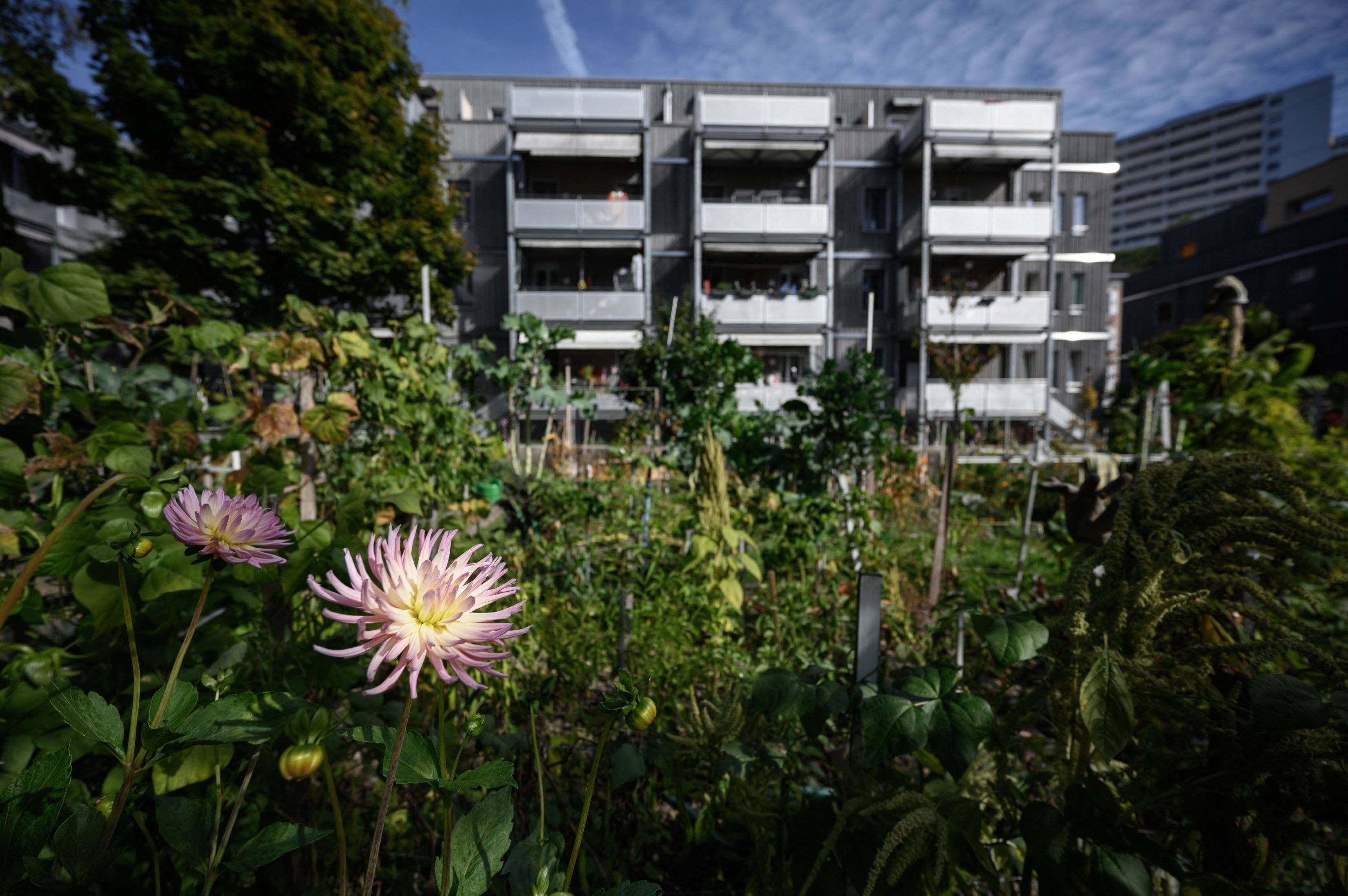 Flowers in the dioxin-polluted allotment garden of La Borde in the center of Lausanne, Switzerland, Oct. 15, 2021. (AFP Photo)