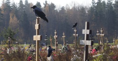 Crows sit on grave crosses in the section of a cemetery reserved for coronavirus victims in Kolpino, outside St. Petersburg, Russia, Oct. 12, 2021. (AP Photo)