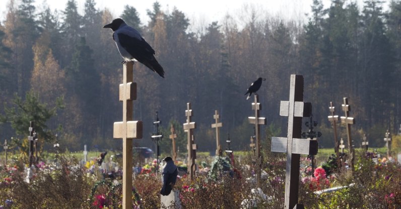 Crows sit on grave crosses in the section of a cemetery reserved for coronavirus victims in Kolpino, outside St. Petersburg, Russia, Oct. 12, 2021. (AP Photo)