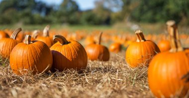 You can use pumpkin for both sweet and savory dishes. (Shutterstock Photo) 