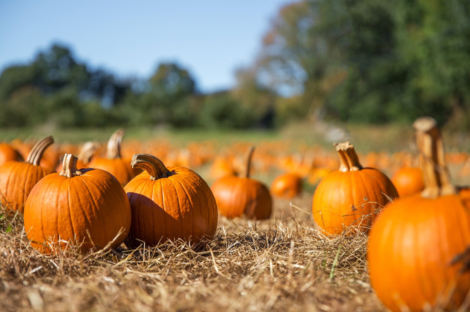 You can use pumpkin for both sweet and savory dishes. (Shutterstock Photo) 
