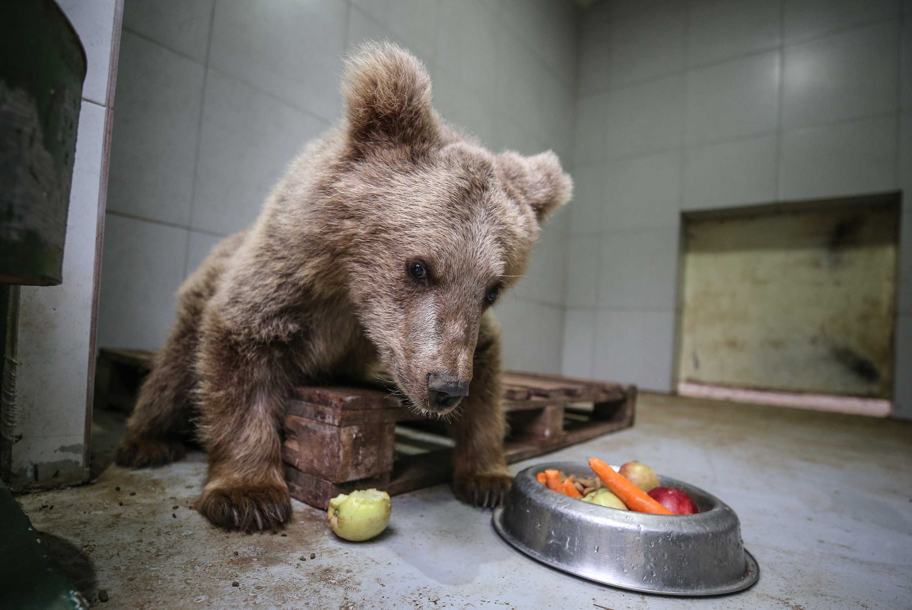 Grizzly Bear - Wildlife Images Rehabilitation and Education Center