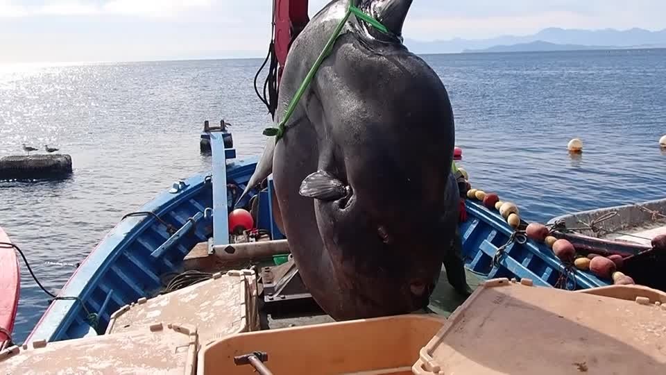 A screenshot from a video shows the enormous sunfish tangled in the nets of a tuna-fishing boat off the Mediterranean coast of Ceuta. (Reuters Photo) 