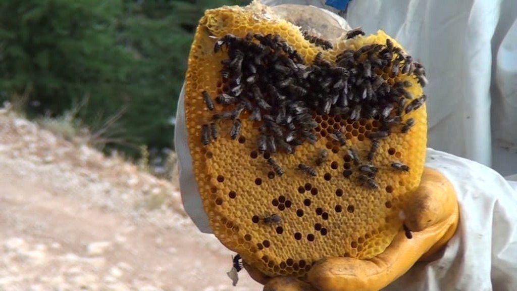A honeycomb collected from a wild hive in Antalya, Turkey, Oct. 17, 2021. (IHA Photo)