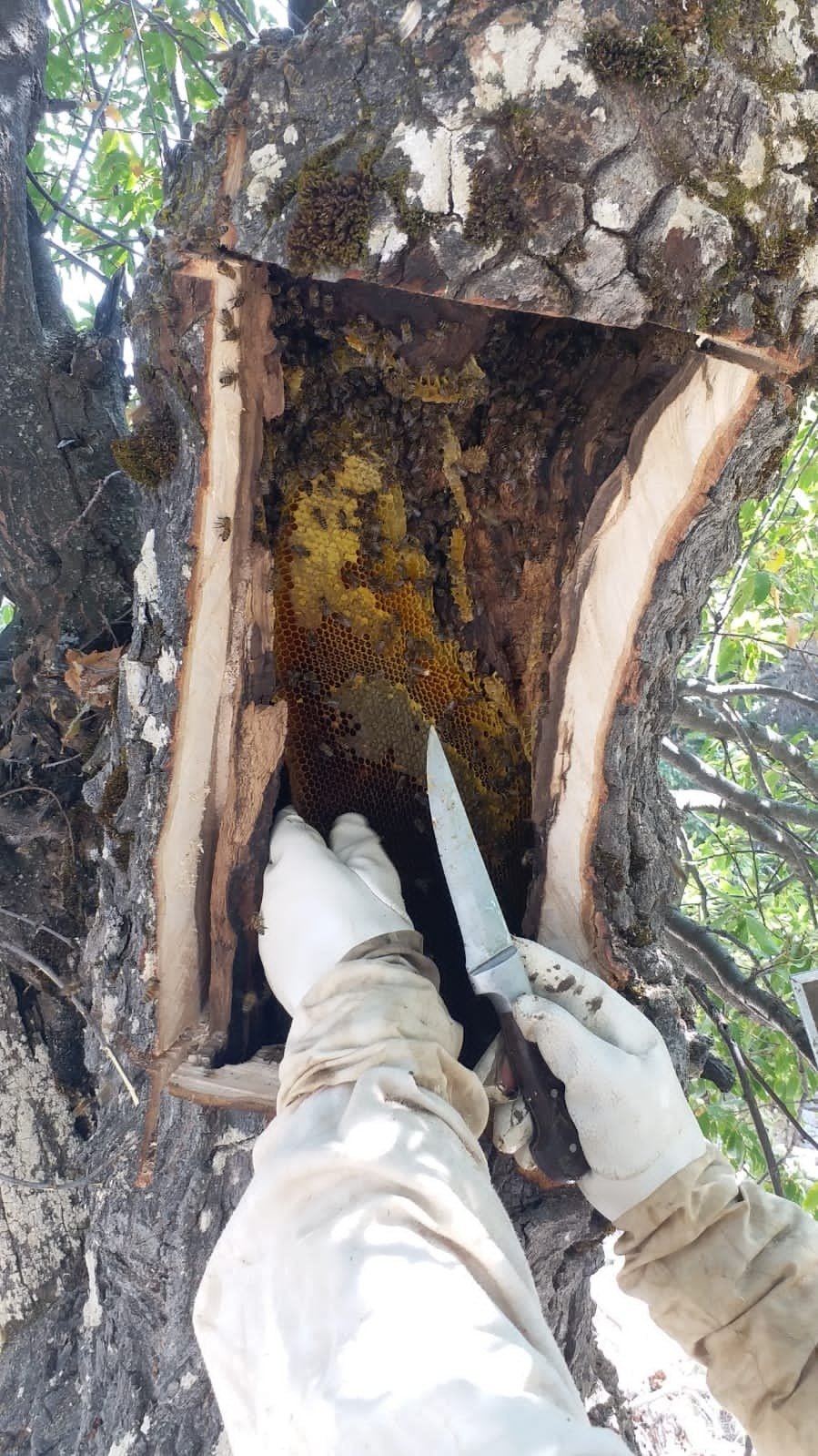 A wild bee hive is nestled in the hollowed-out center of a rotten tree, in Antalya, Turkey, Oct. 17, 2021. (IHA Photo)