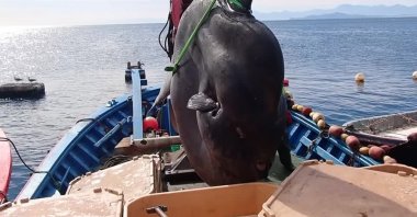 A screenshot from a video shows the enormous sunfish tangled in the nets of a tuna-fishing boat off the Mediterranean coast of Ceuta. (Reuters Photo) 