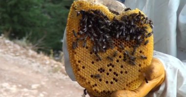 A honeycomb collected from a wild hive in Antalya, Turkey, Oct. 17, 2021. (IHA Photo)