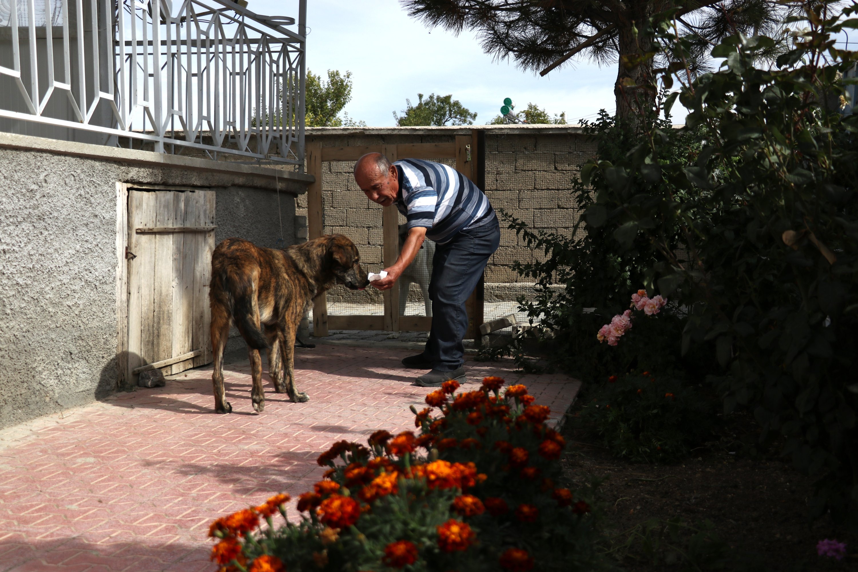 Eyüp Nizam takes care of a stray animal in his home, Konya, Turkey, Oct. 19, 2021. (AA Photo)