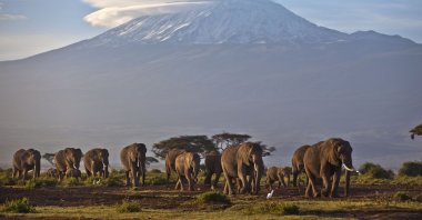 A herd of adult and baby elephants walk in the dawn light as the highest mountain in Africa, Mount Kilimanjaro in Tanzania, sits topped with snow in the background, seen from Amboseli National Park in southern Kenya, Dec. 17, 2012 . (AP file photo)