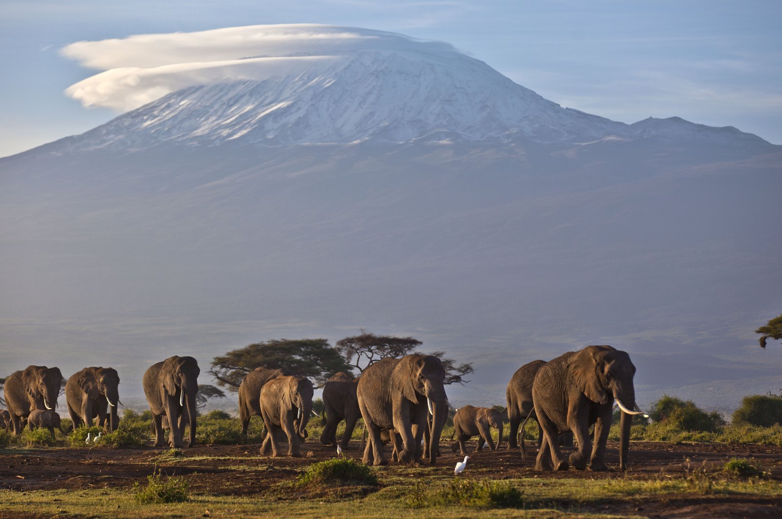 A herd of adult and baby elephants walk in the dawn light as the highest mountain in Africa, Mount Kilimanjaro in Tanzania, sits topped with snow in the background, seen from Amboseli National Park in southern Kenya, Dec. 17, 2012 . (AP file photo)