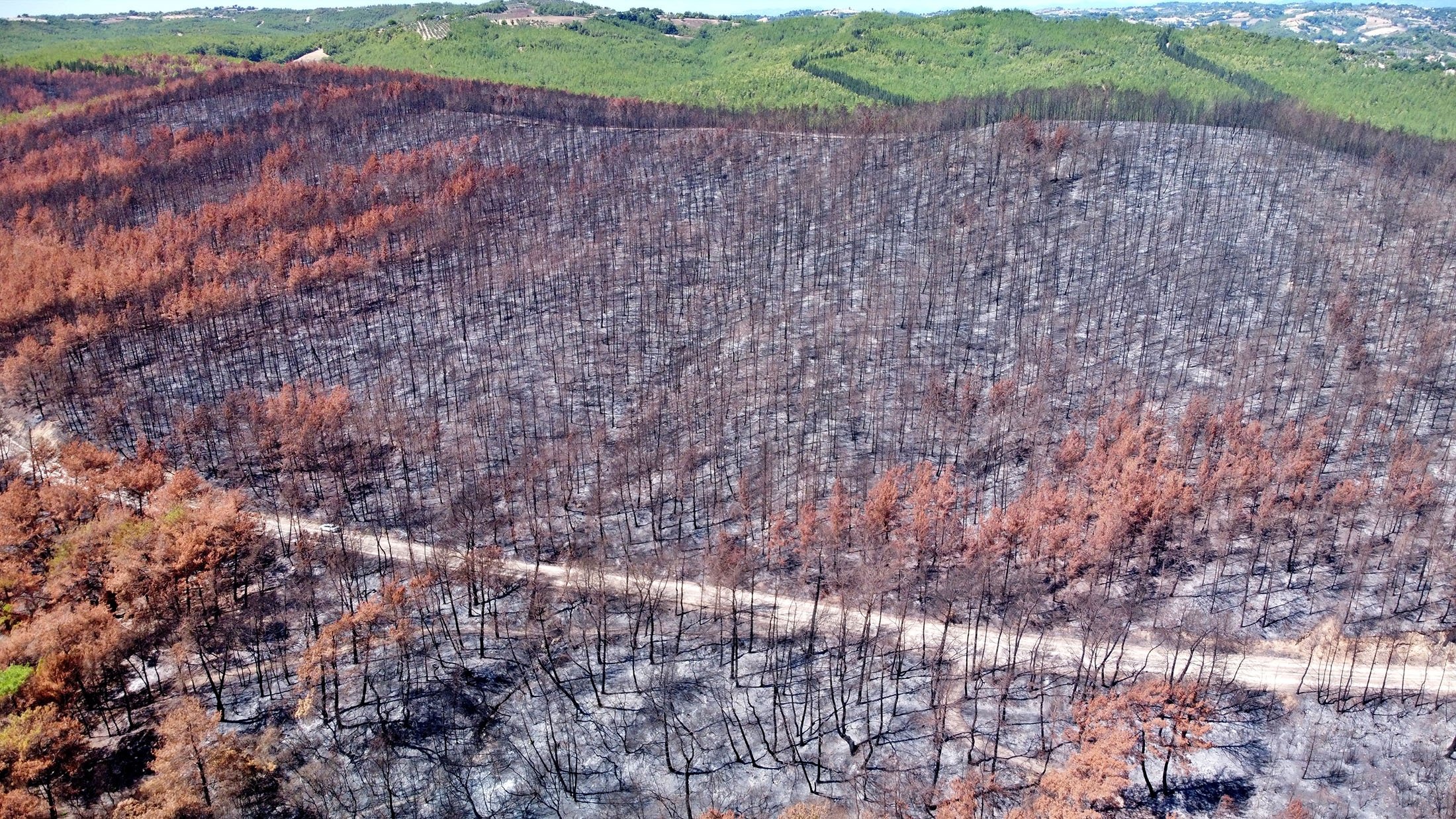 An aerial view shows burnt forest areas in Adana, Turkey, Oct. 19, 2021. (AA Photo)