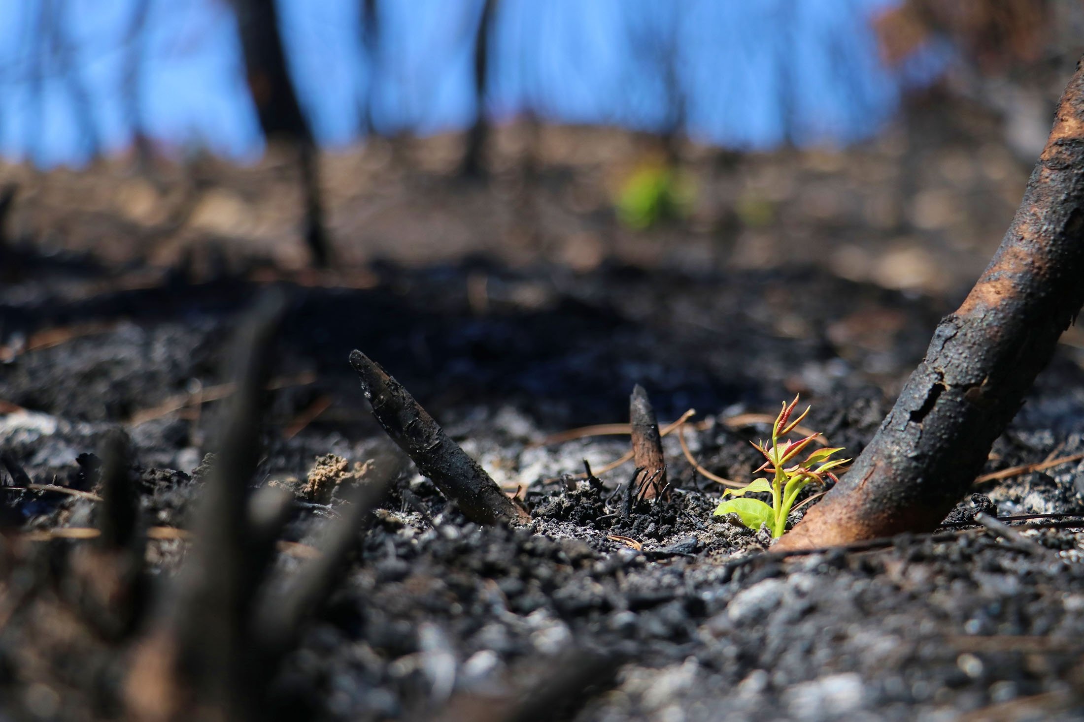 Small saplings sprout green new leaves in a burnt forest area, in Adana, Turkey, Oct. 19, 2021. (AA Photo)