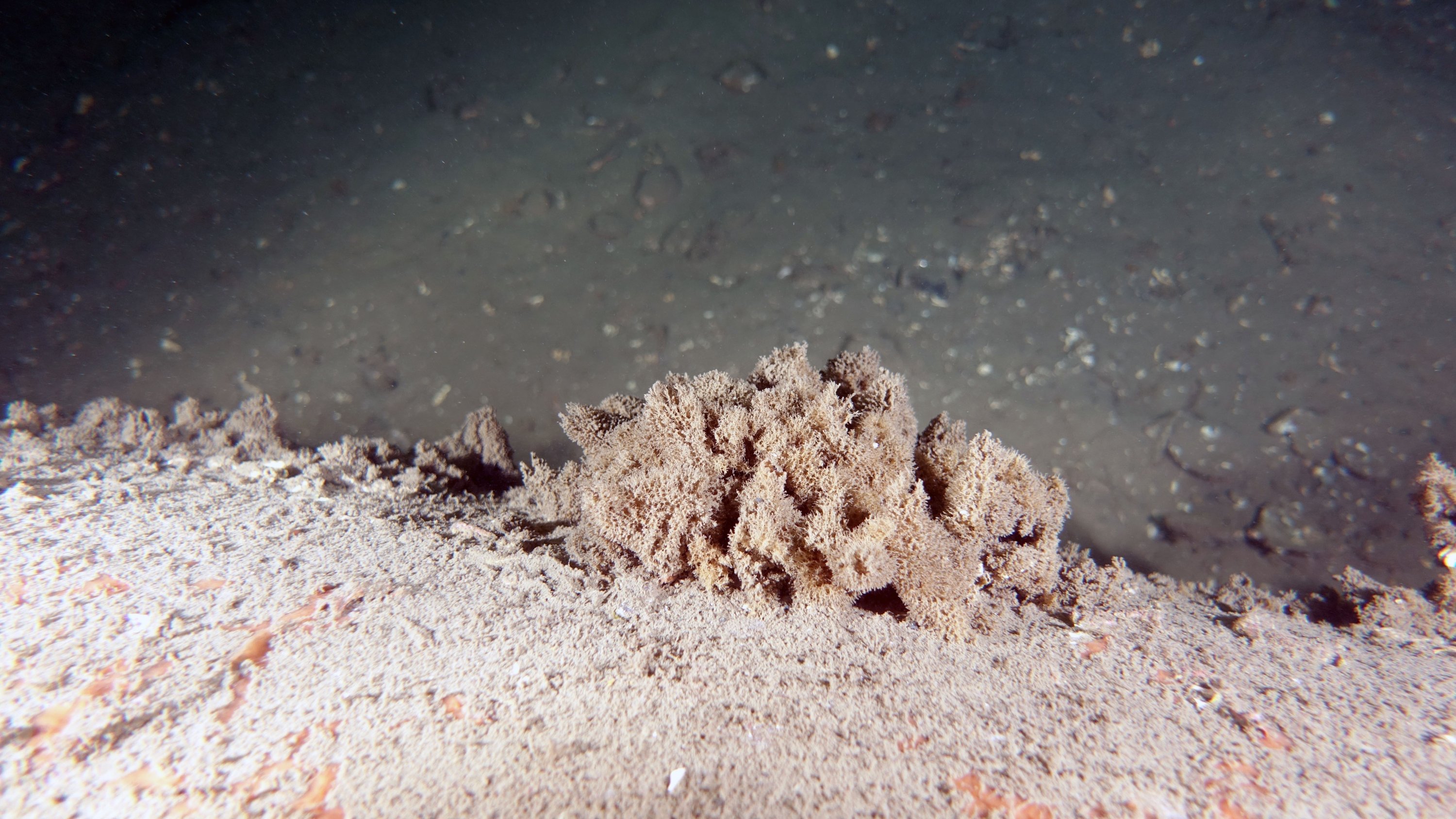 A clump of sea snot is visible in the depths of the Marmara Sea, Turkey, Oct. 20, 2021. (IHA Photo)