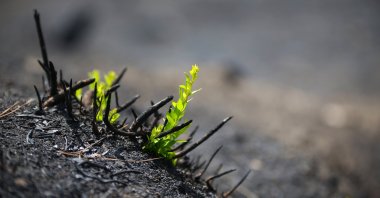 Small saplings sprout green new leaves in a burnt forest area, in Adana, Turkey, Oct. 19, 2021. (AA Photo)
