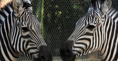Zebras are pictured in their enclosure at the Kuwait Zoo in the capital Kuwait City,  May 7, 2021. For nearly two months, a pair of zebras have been on the run near the U.S. capital Washington, D.C, successfully evading attempts to catch them. (AFP File Photo)