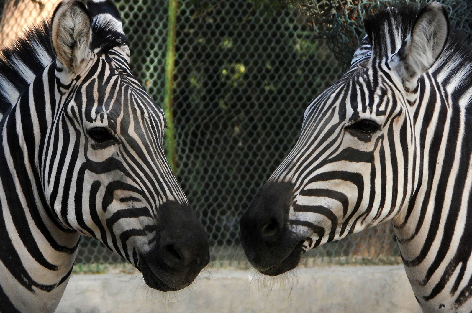 Zebras are pictured in their enclosure at the Kuwait Zoo in the capital Kuwait City,  May 7, 2021. For nearly two months, a pair of zebras have been on the run near the U.S. capital Washington, D.C, successfully evading attempts to catch them. (AFP File Photo)