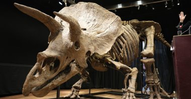 The world's biggest triceratops skeleton, known as "Big John," can be seen during its auction in Paris, France, Oct. 21, 2021. (AP Photo)