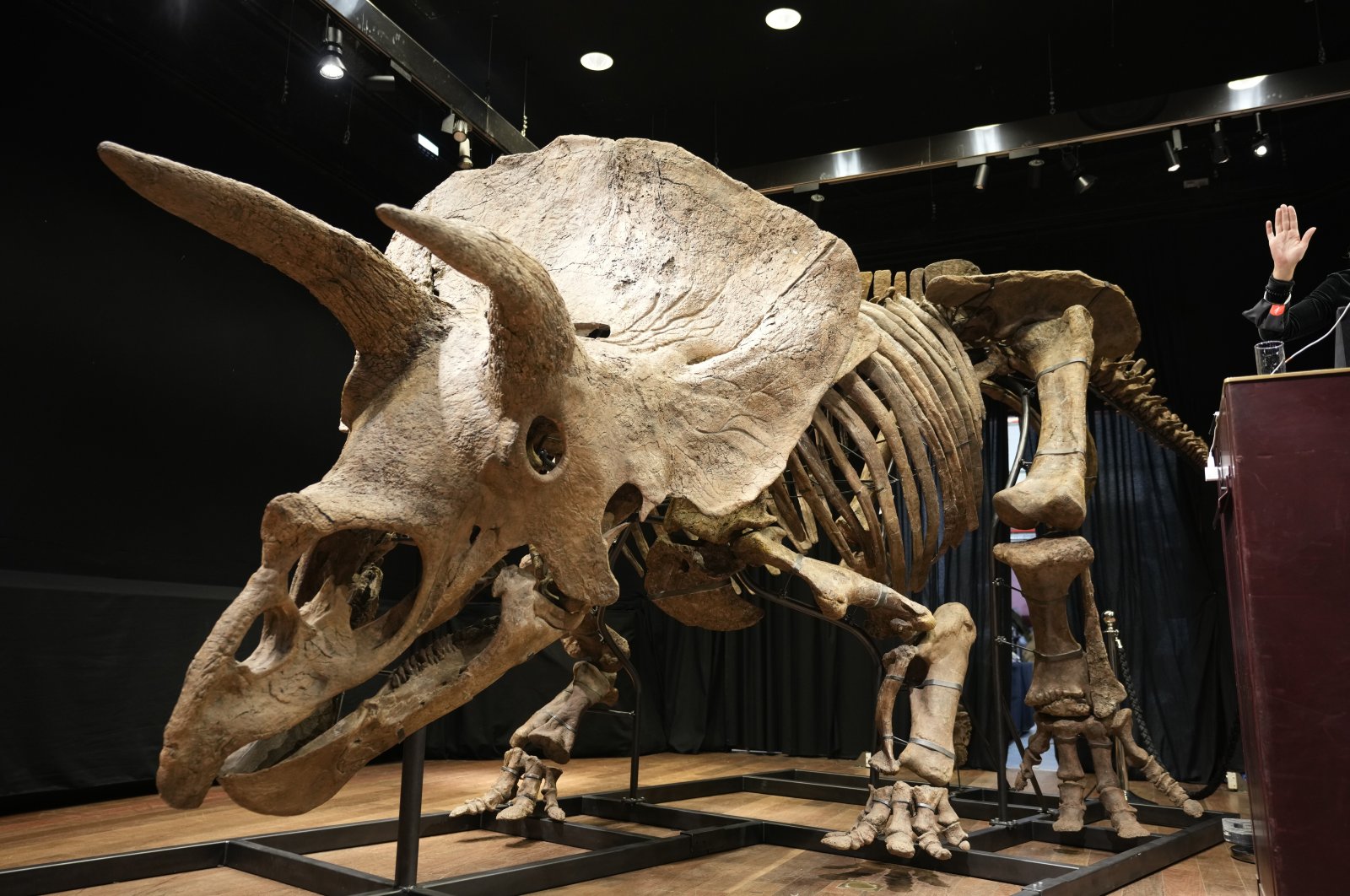 The world's biggest triceratops skeleton, known as "Big John," can be seen during its auction in Paris, France, Oct. 21, 2021. (AP Photo)