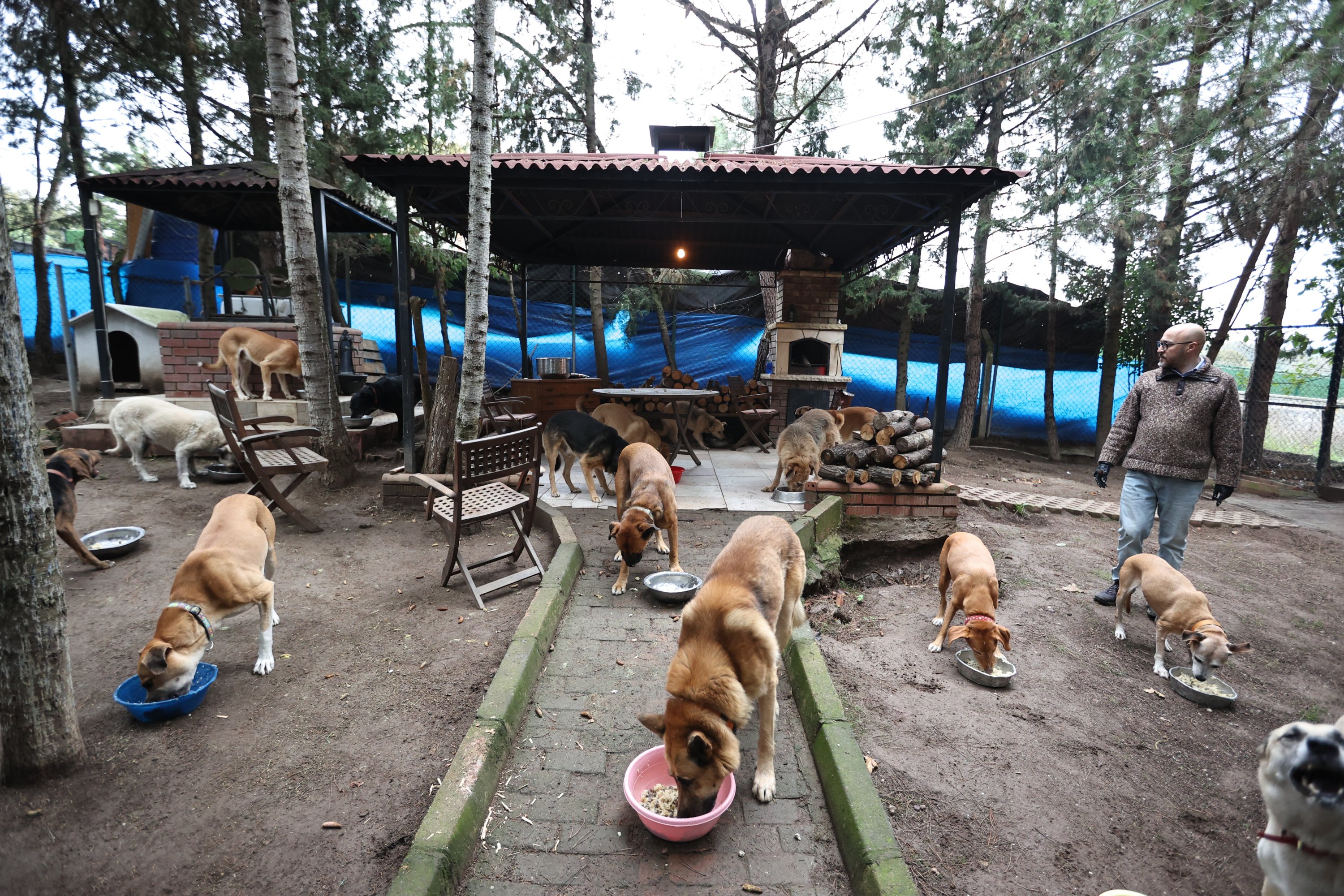 Turkish animal lover makes village home for strays | Daily Sabah