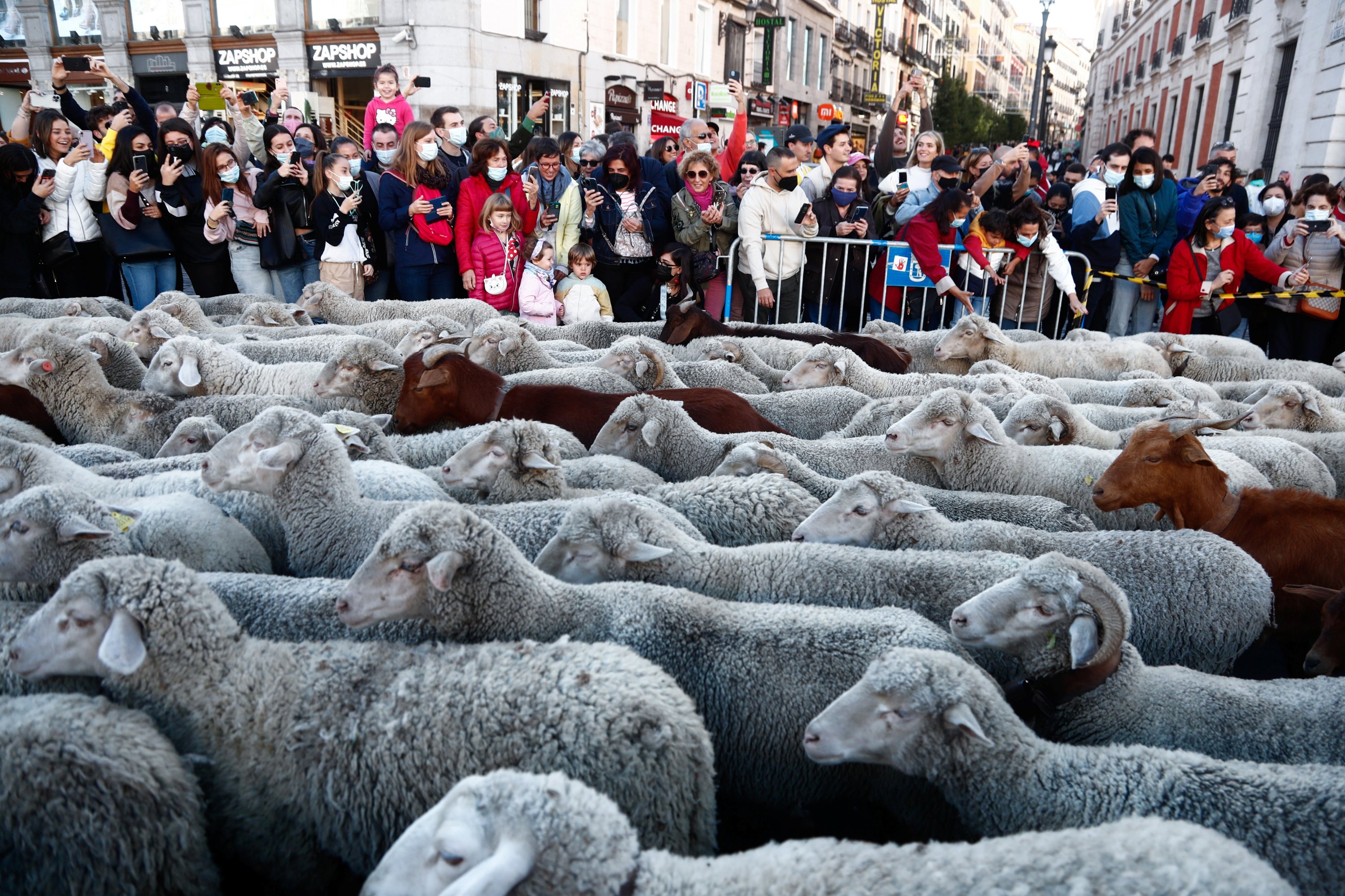 People watch a flock of sheep during the annual parade on the streets of Madrid, as shepherds demand to exercise their right to use traditional migration routes for their livestock from northern Spain to winter grazing pasture land in southern Spain, Oct. 24, 2021. (Reuters Photo)