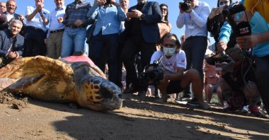 A loggerhead sea turtle heads to sea after its treatment in Muğla, southwestern Turkey, Oct. 21, 2021. (AA PHOTO)