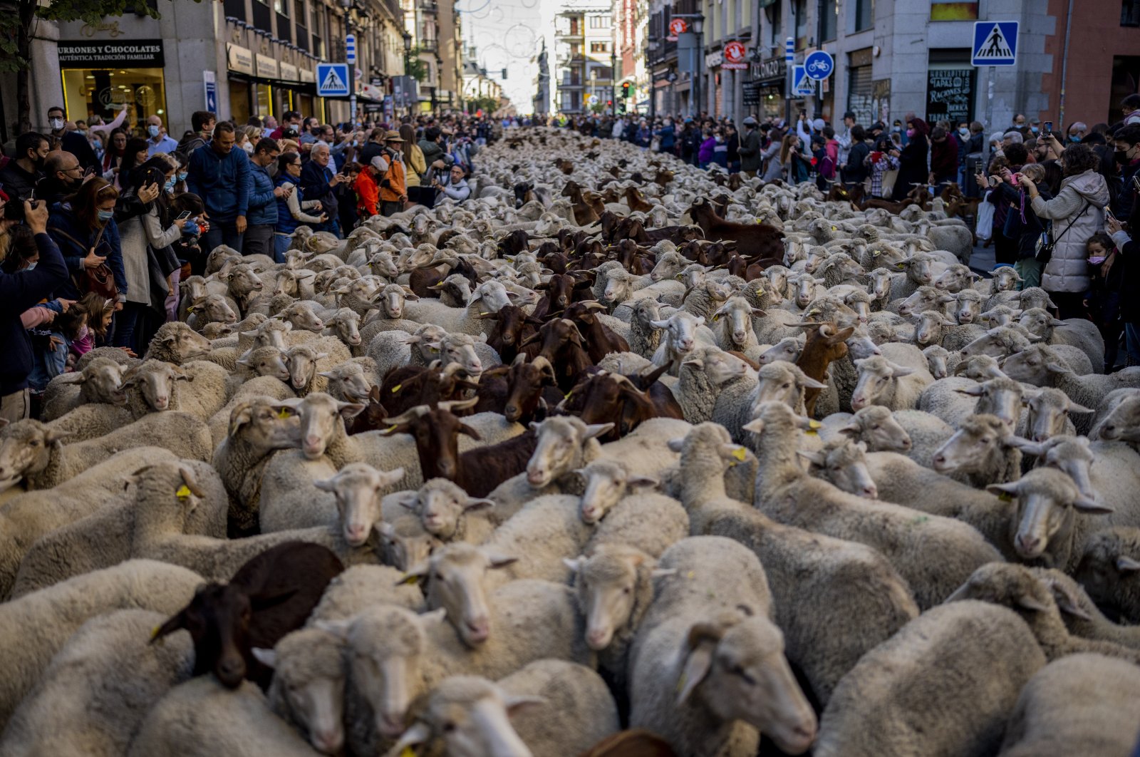 A herd of sheep is guided through central Madrid, Spain, Sunday, Oct. 24, 2021. (AP Photo)