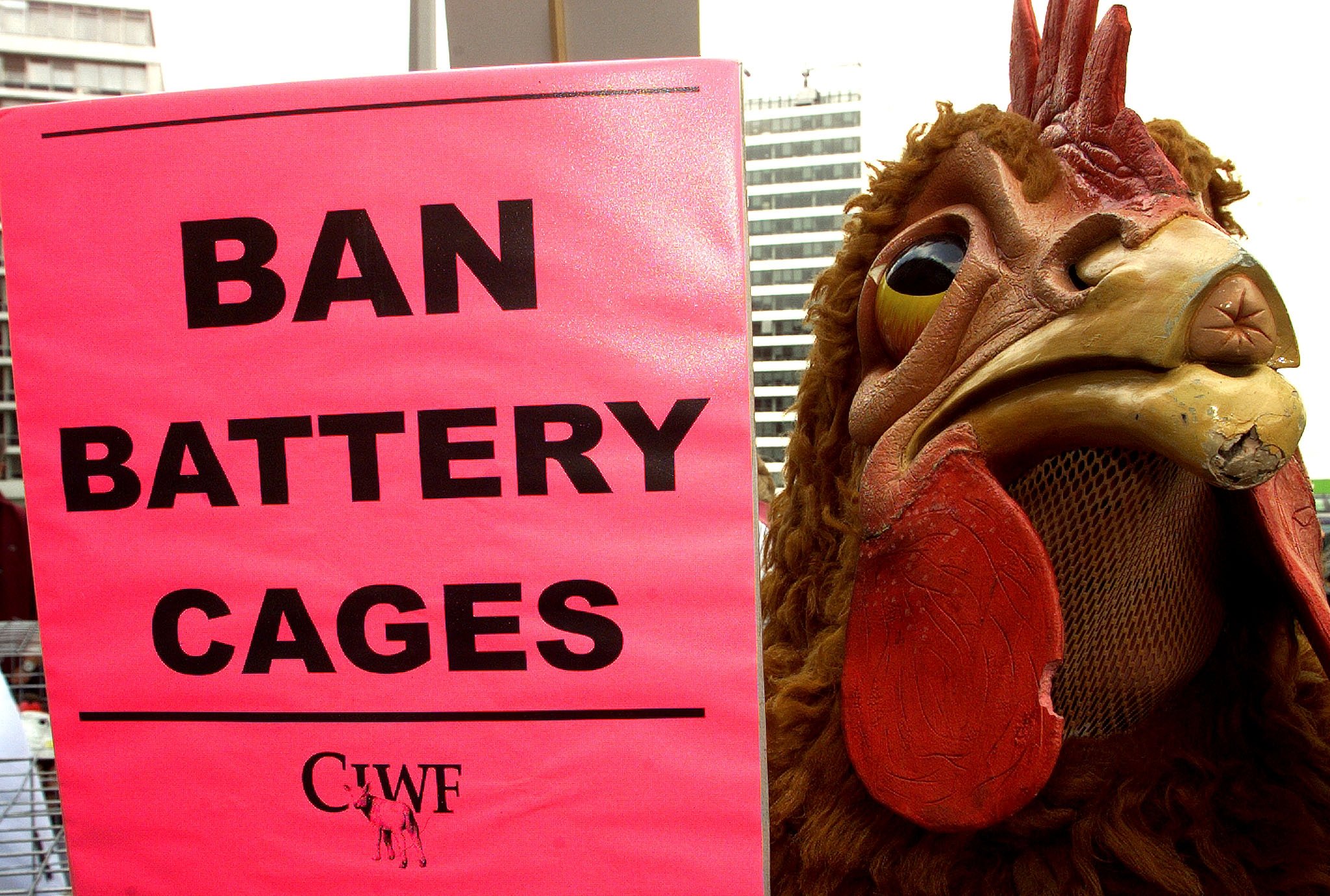 Cage-free vs. battery-cage eggs  The Humane Society of the United States