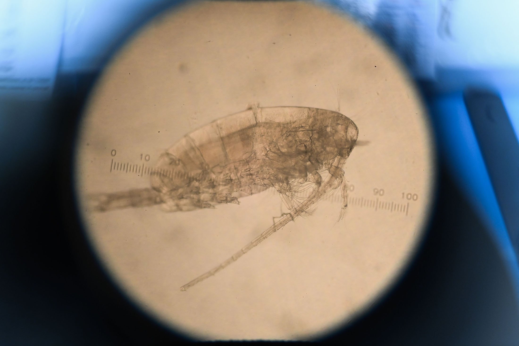A sample containing Calanus helgolandicus, a type of zoo plankton, is pictured at the Marine Biological Association in Plymouth, south England, Aug. 26, 2021. (AFP Photo)