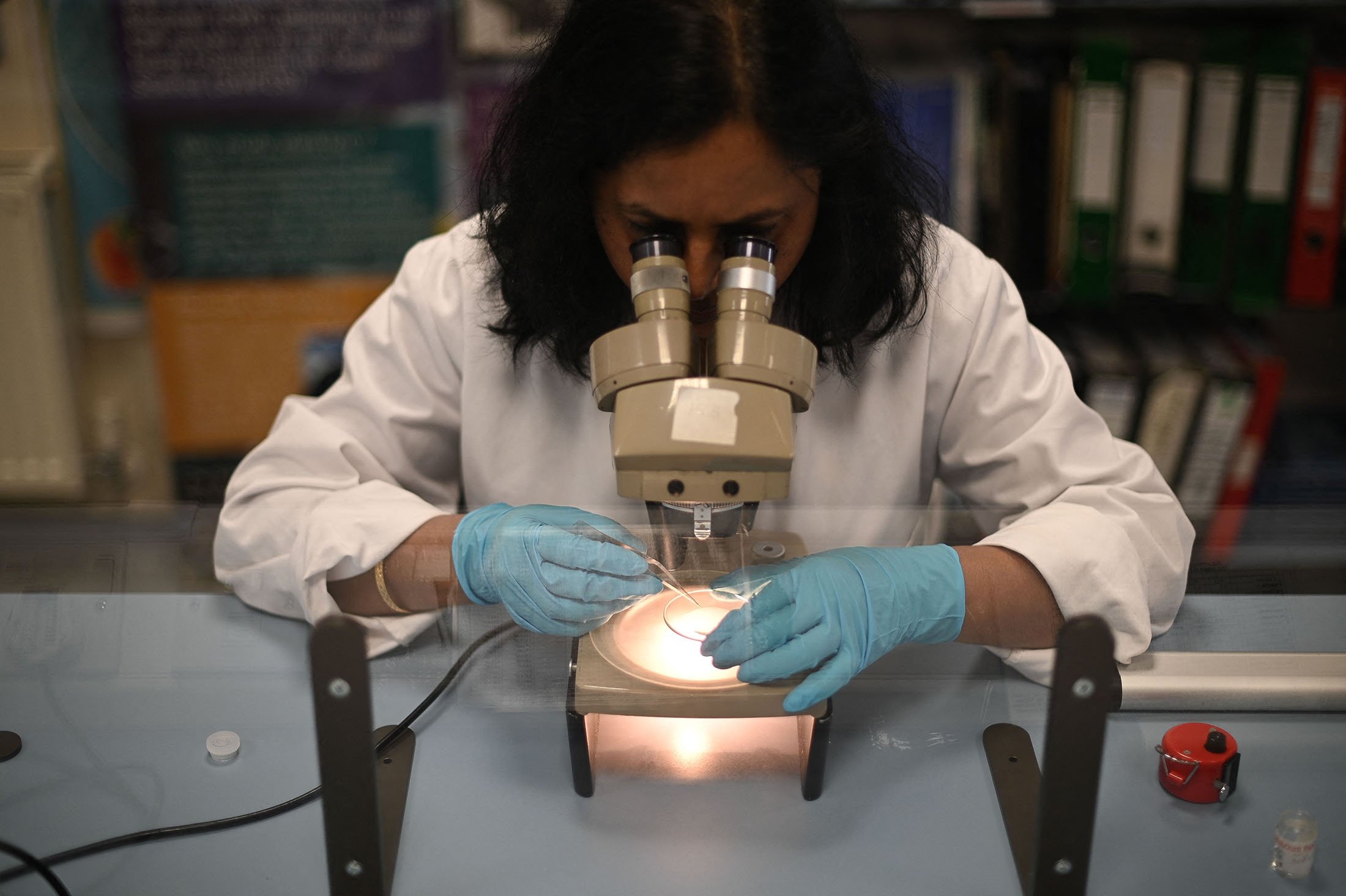 Plankton analyst Usha Jha looks through a microscope at a sample of fish larvae from the North West Atlantic, at the Marine Biological Association in Plymouth, south England, Aug. 26, 2021. (AFP Photo)
