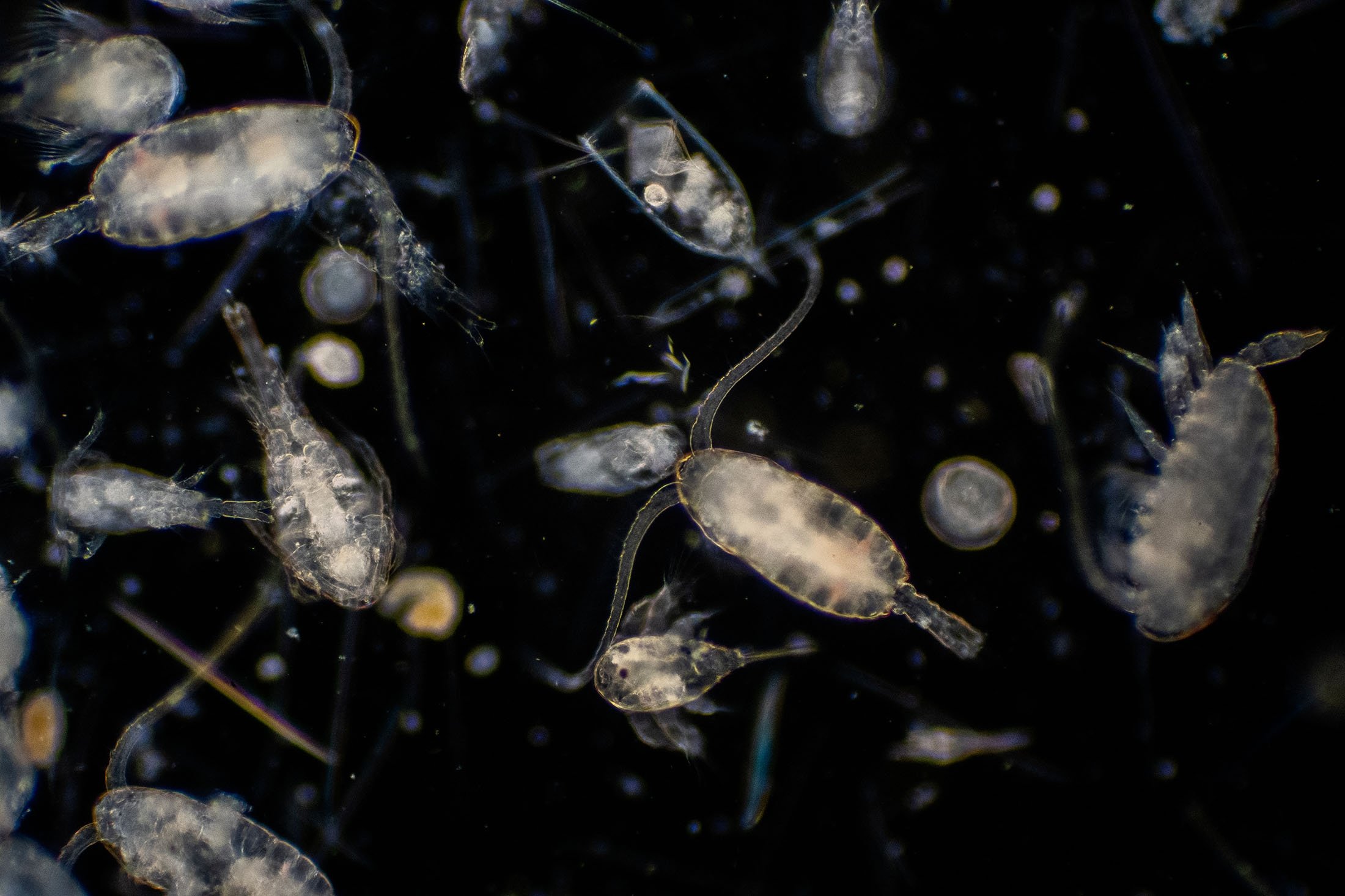Plankton organisms. (Shutterstock Photo)