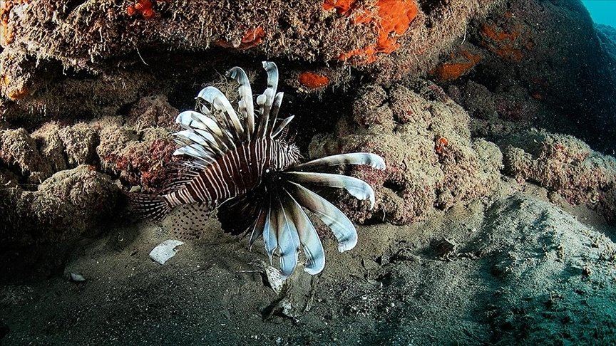 A view of lionfish off the coast of Izmir, western Turkey, Oct. 25, 2021. (AA PHOTO) 