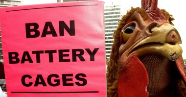 An animal rights activist dressed as a chicken stands in protest outside a meeting of European Union farm ministers in Brussels, Belgium, May 17, 2021. (Reuters File Photo)