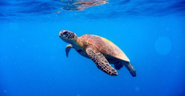 An adult Green Sea Turtle swims near the surface of the sea. (Photo by Gettyimages)
