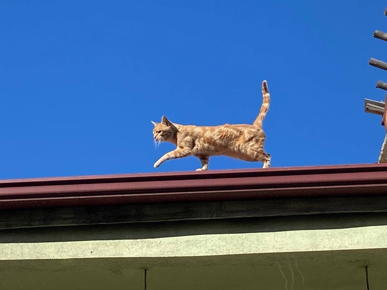 The cat walks on the roof, in Çorum, central Turkey, Oct. 27, 2021. (İHA PHOTO) 