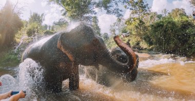 Elephants bathe in mud in the Chang Mai region of Thailand. (Photo by Gettyimages)