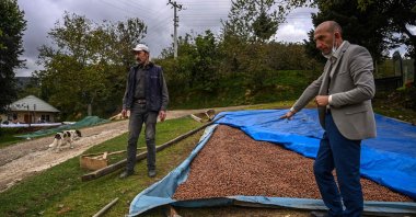 Hazelnuts producers put hazelnuts to dry on the ground after being washed at a nut orchard in the Akyazı district, in Sakarya, Oct. 5, 2021. (AFP Photo)