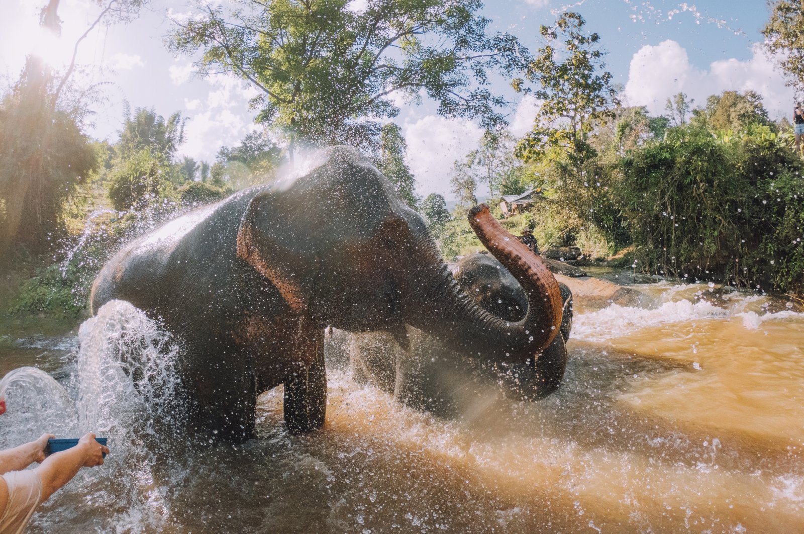 Elephants bathe in mud in the Chang Mai region of Thailand. (Photo by Gettyimages)