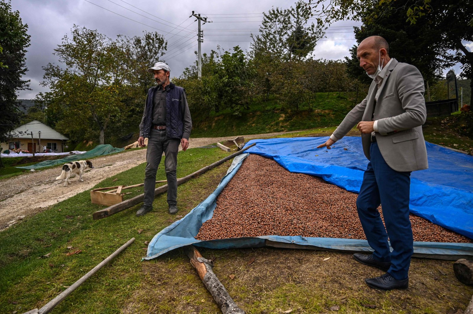 Hazelnuts producers put hazelnuts to dry on the ground after being washed at a nut orchard in the Akyazı district, in Sakarya, Oct. 5, 2021. (AFP Photo)