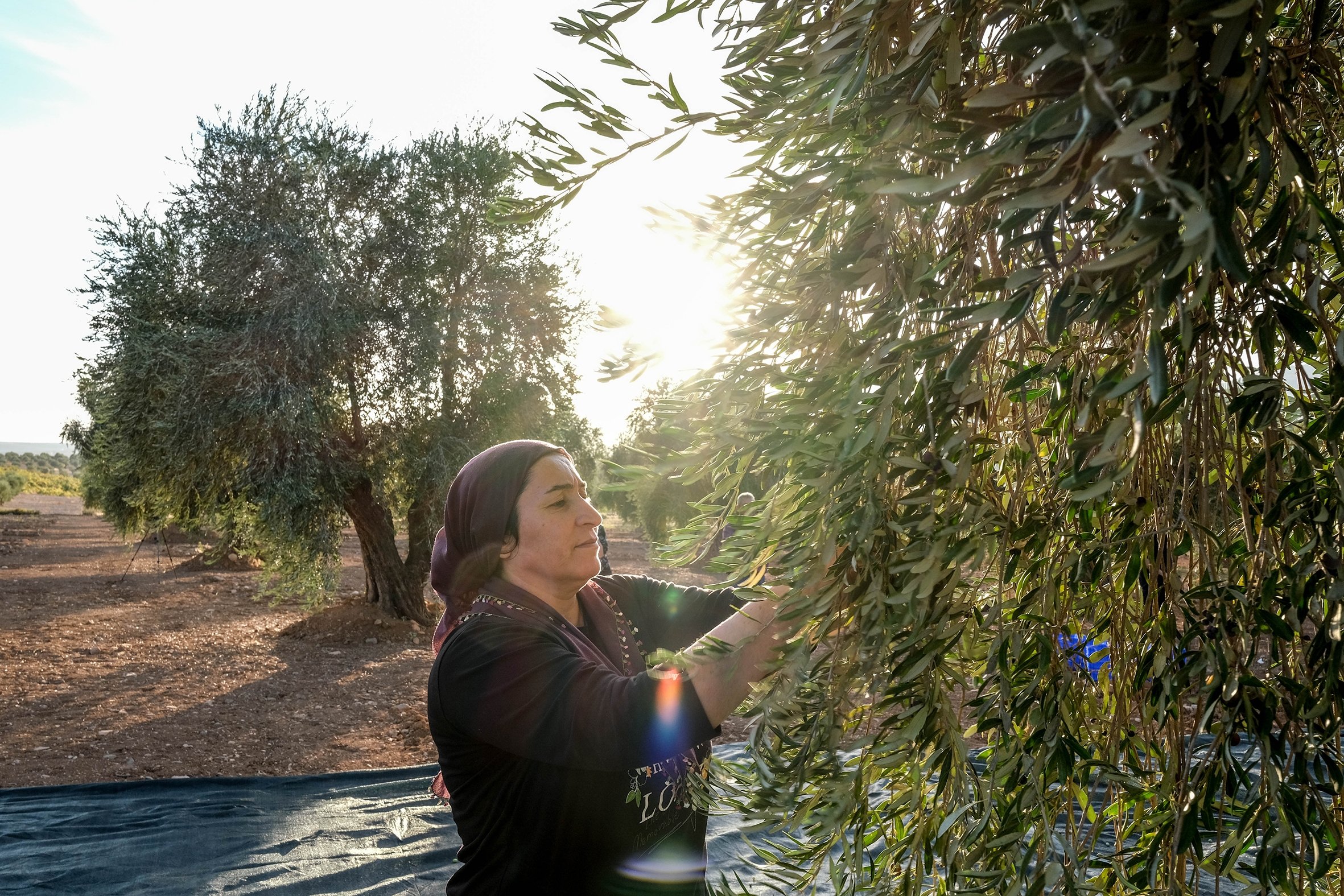 A woman picks olives, in Kilis, southern Turkey, Oct. 27, 2021. (PHOTO BY UĞUR YILDIRIM)