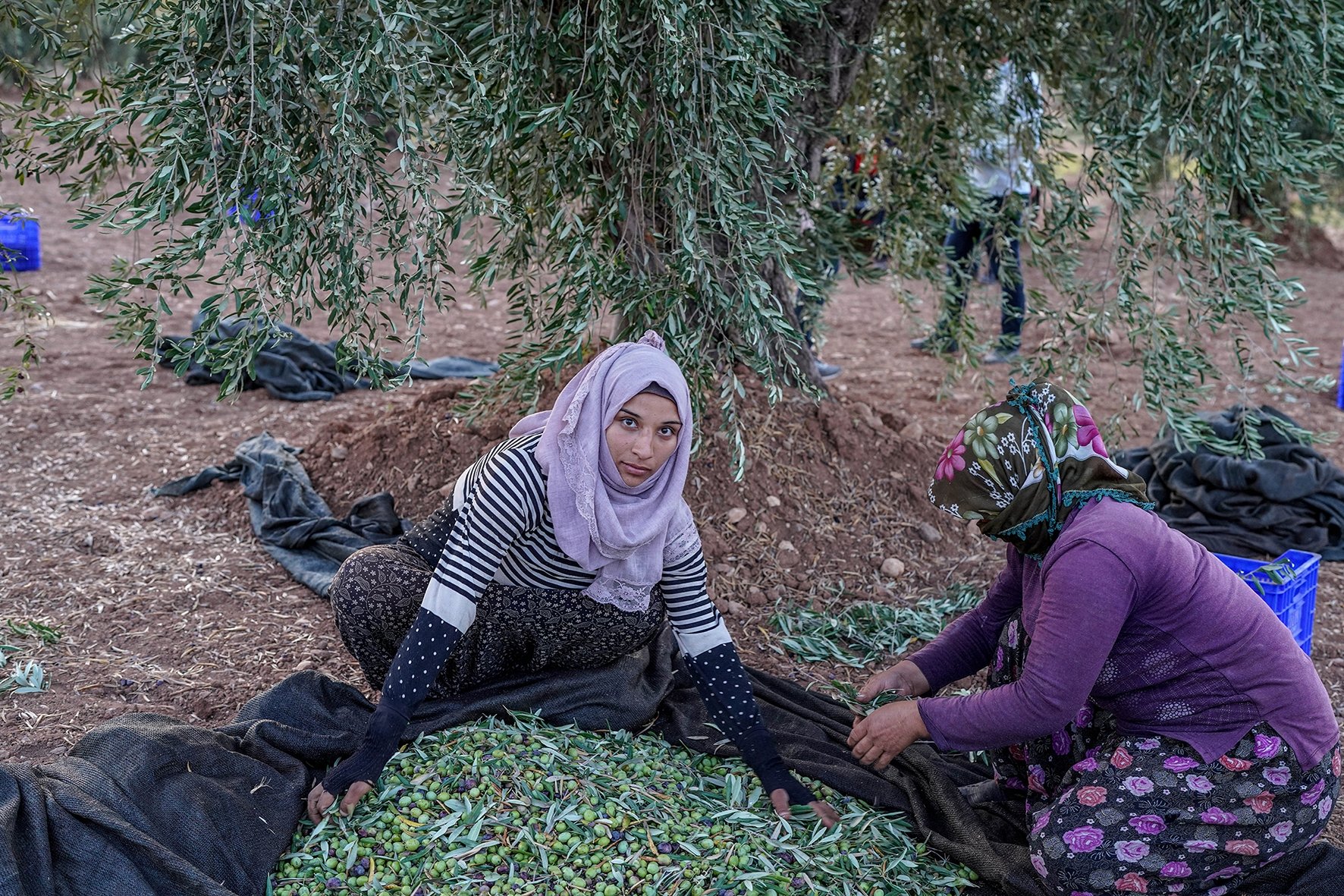 Women pick olives, in Kilis, southern Turkey, Oct. 27, 2021. (PHOTO BY UĞUR YILDIRIM) 